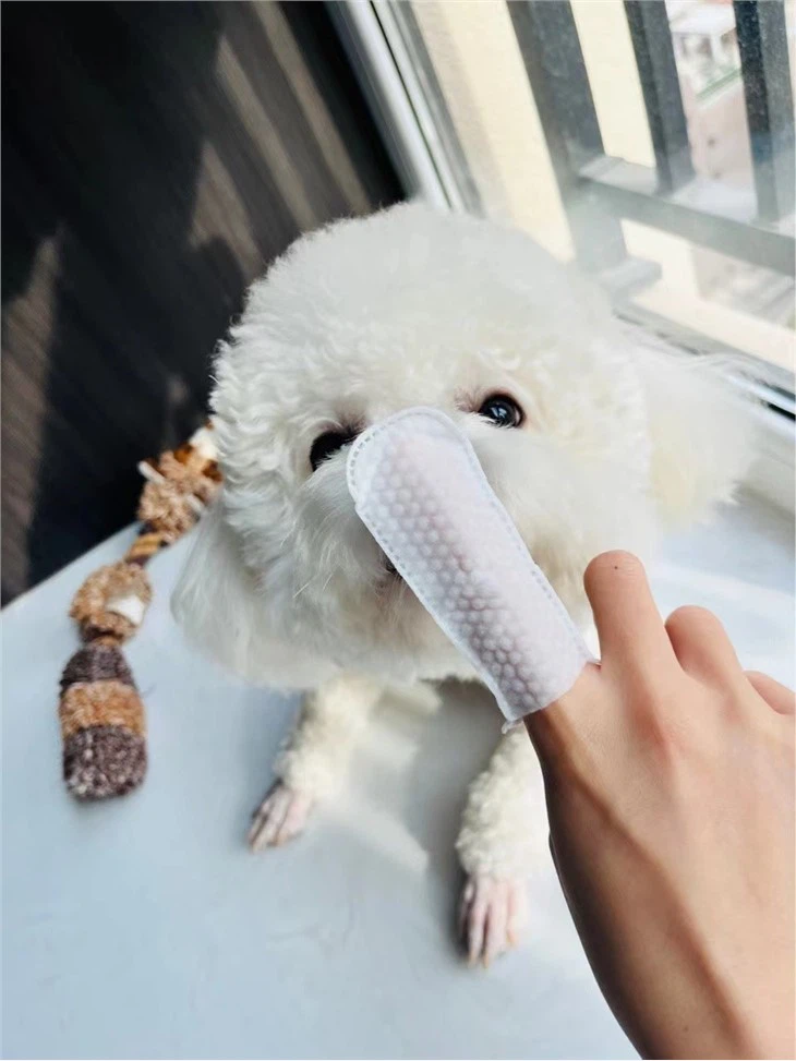Attractive Price Softcare Pet Wet Wipes OEM
